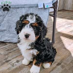 Van, Mini Bernedoodle Puppy
